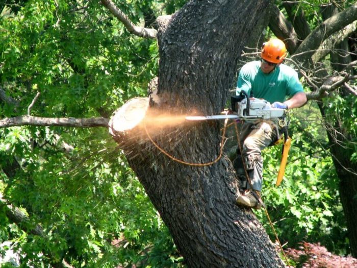 Tree Removal Considerations