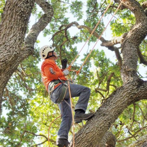 Climbing on a tree to do a tree services job in Melbourne south eastern suburbs