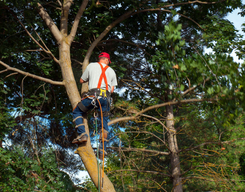 Casey Tree Removal Working on a Tree in Melbourne South Eastern Suburbs