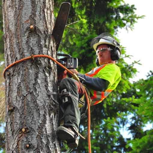 Using Tree Removal for Property Enhancement