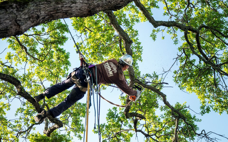 Tree Pruning, Diseases And Stakes; Critical Steps In Winter Tree Preparation