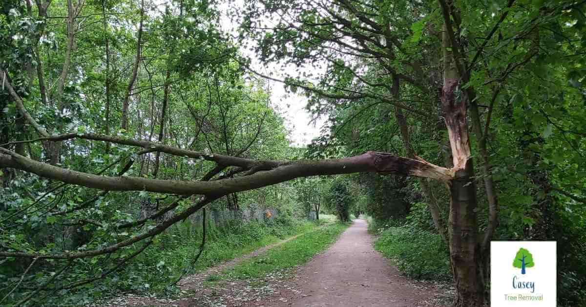 How to Tell if Your Trees Need to Be Removed