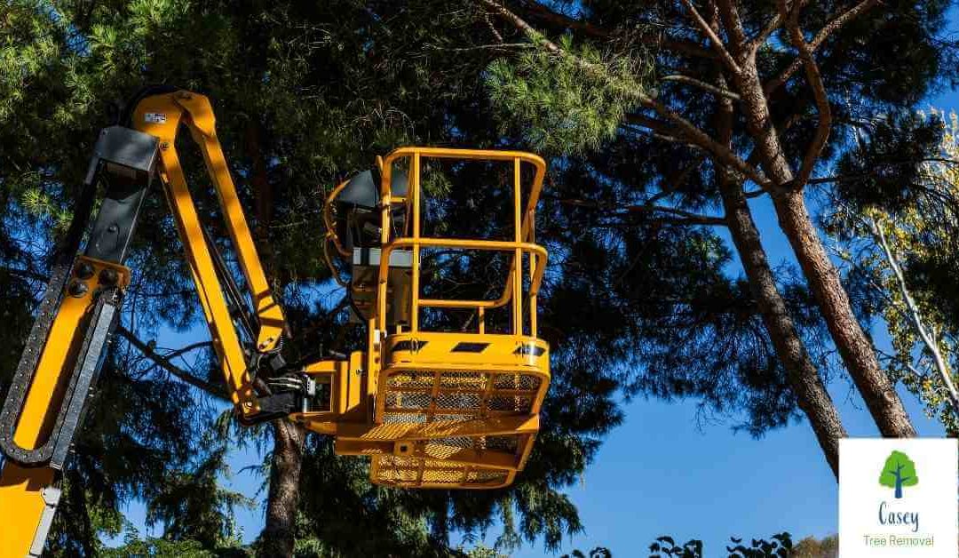 Not Sure If You Need Emergency Tree Services? Here’s What to Watch For