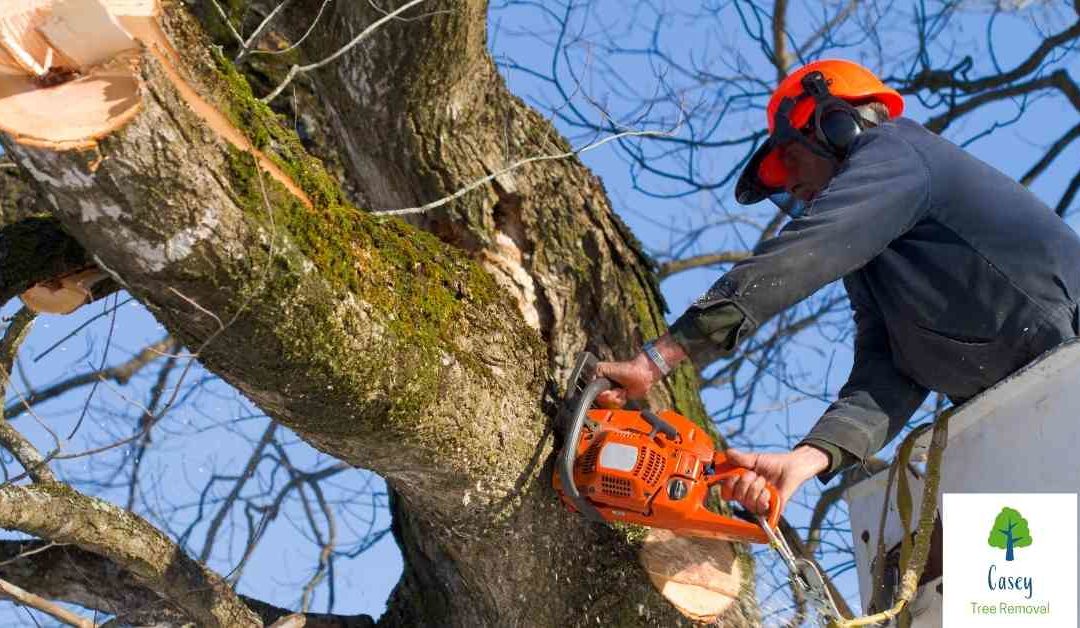 Pruning: The Advantages of Different Types of Tree Pruning