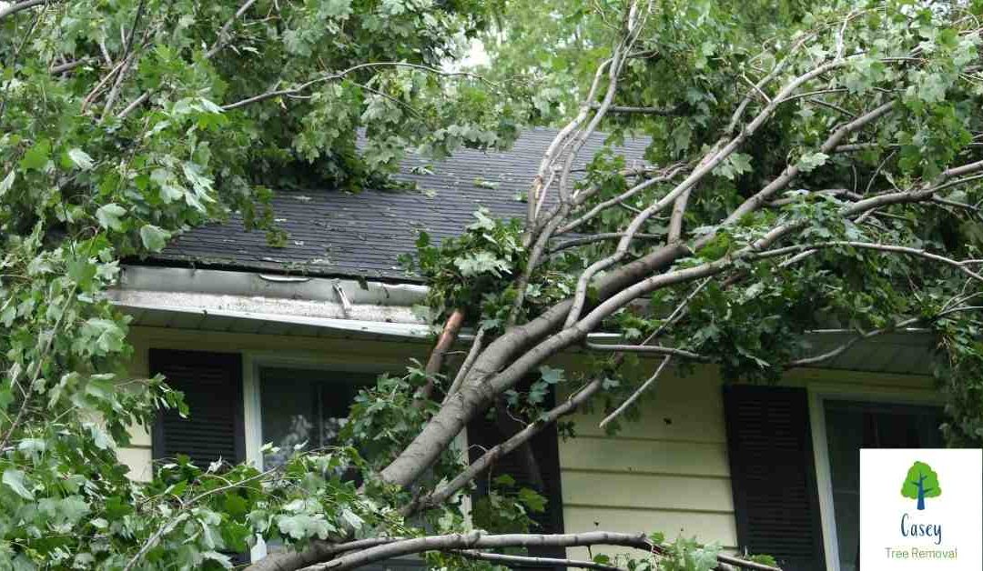 Reducing the Risk of Tree Damage from Storms