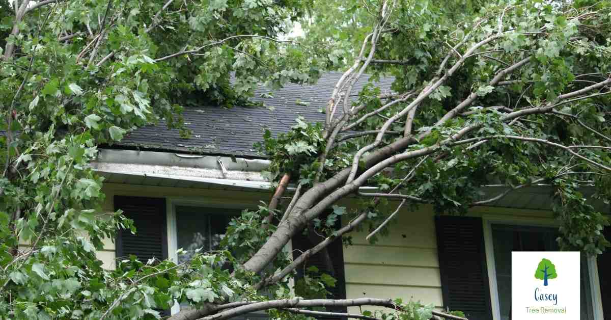 Reducing the Risk of Tree Damage from Storms