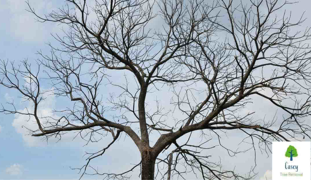 Spotting the Signs of a Diseased Tree