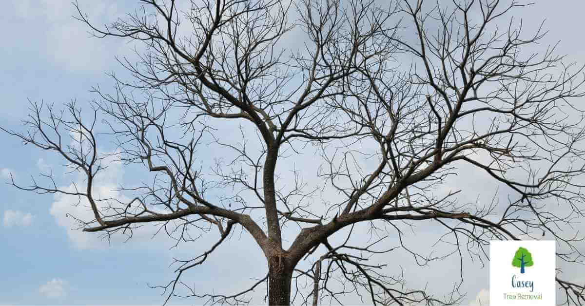 Spotting the Signs of a Diseased Tree