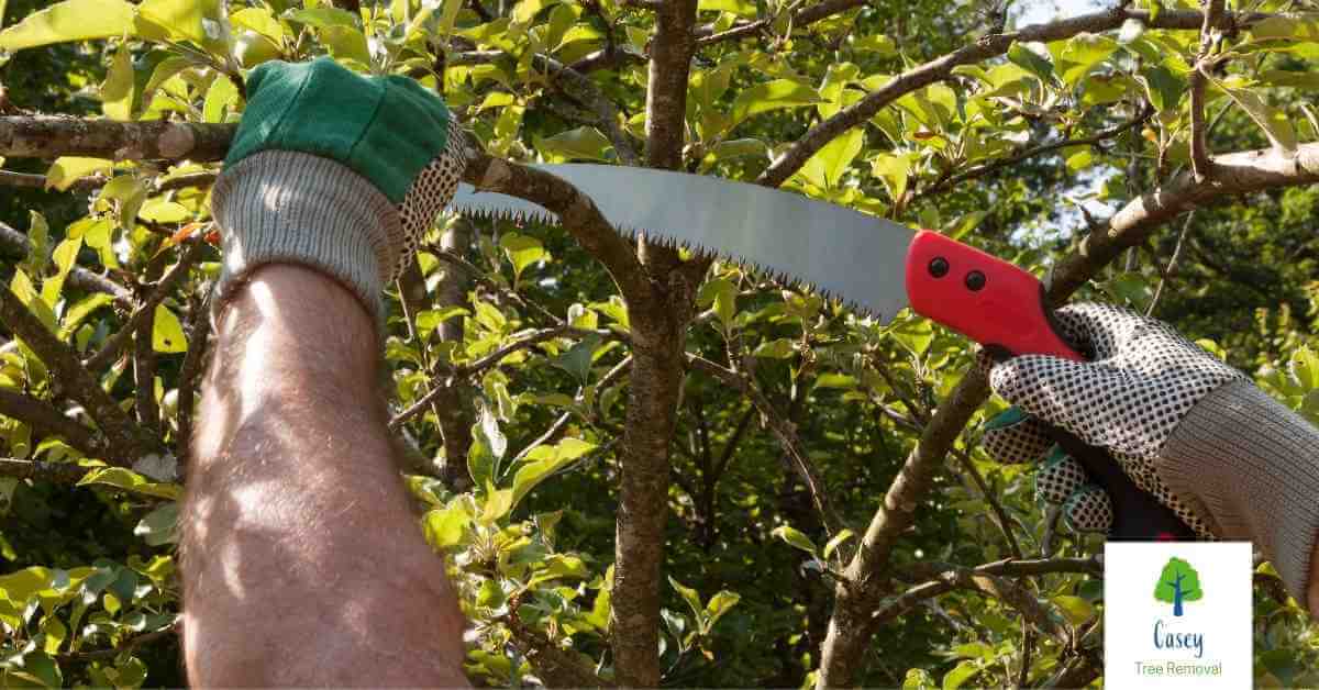 The Benefits of Tree Pruning