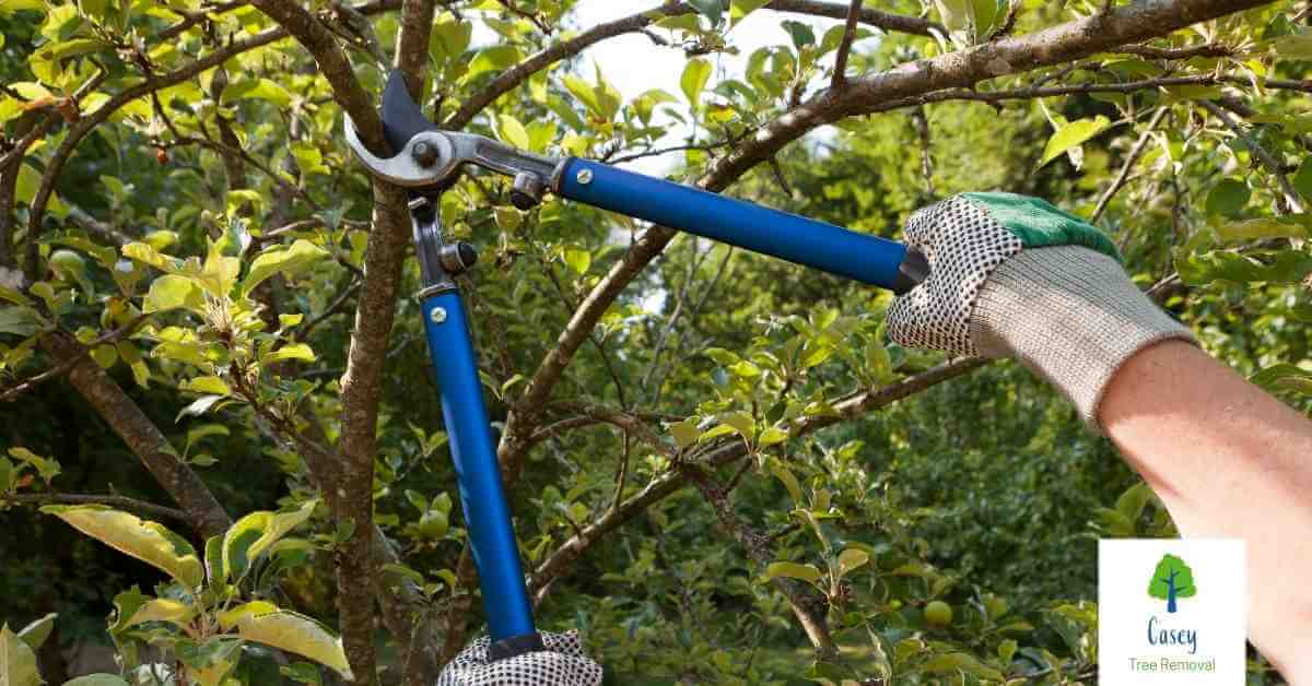 The Process of Pruning Young Trees