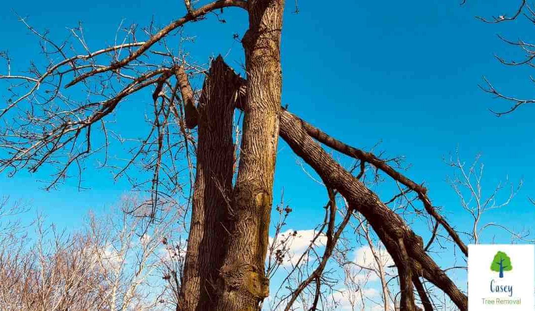 The Risks of Ignoring Damaged Trees
