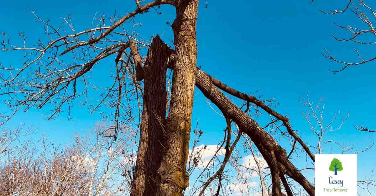 The Risks of Ignoring Damaged Trees