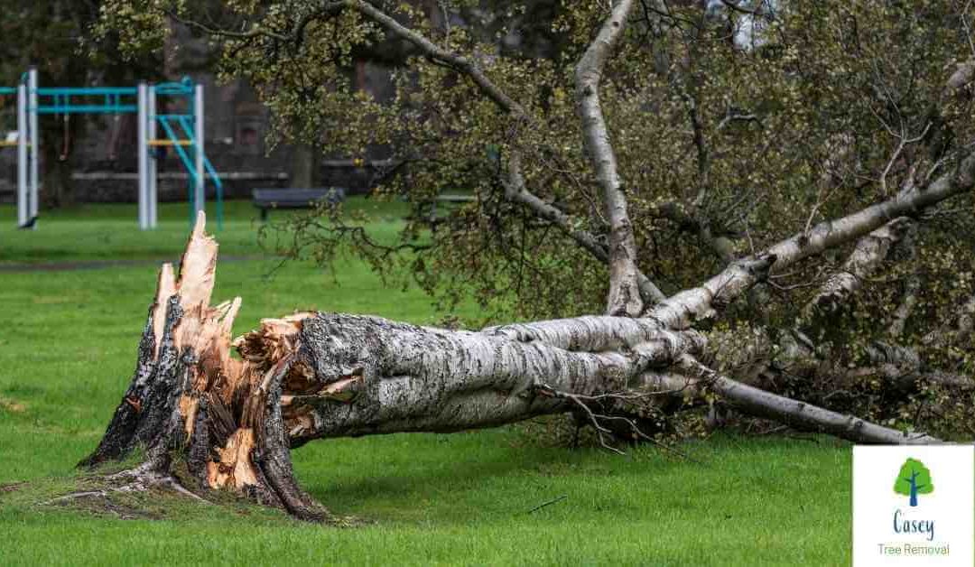 When to Call an Emergency Tree Removal Service