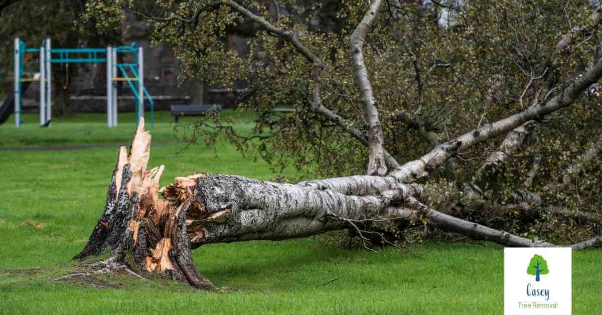 When to Call an Emergency Tree Removal Service