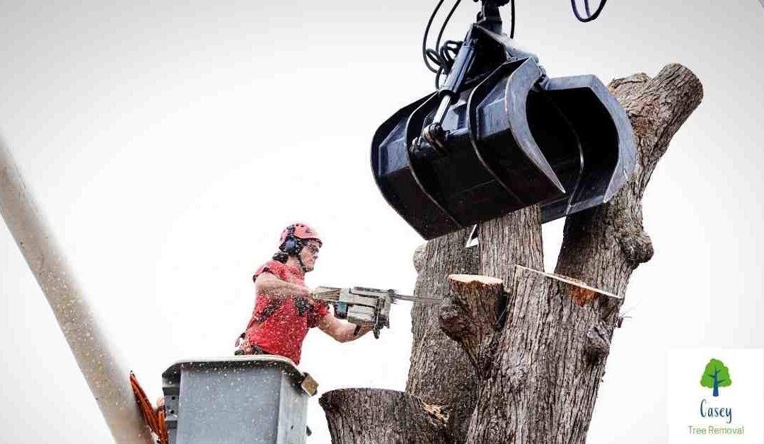 Why You Should Hire a Professional for Emergency Tree Removal