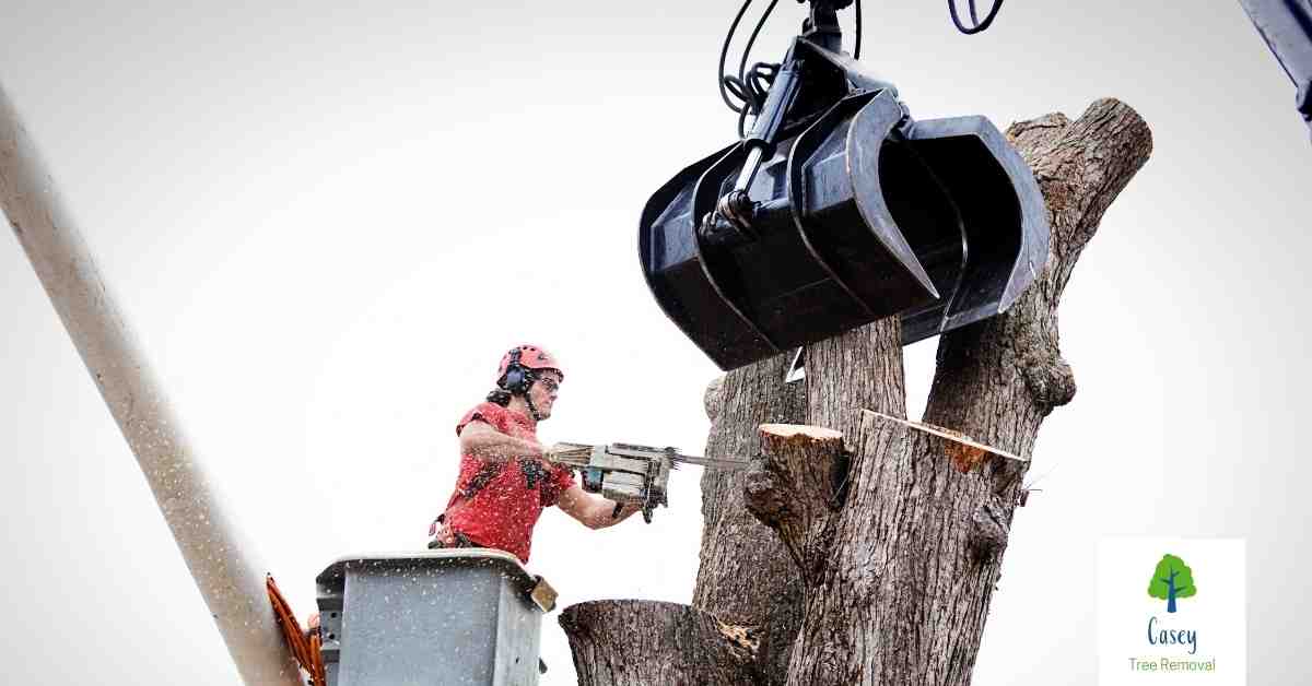 Why You Should Hire a Professional for Emergency Tree Removal