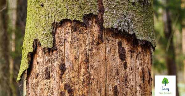 A Look at Some of the Most Common Tree Diseases