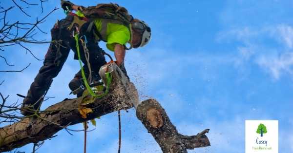 Answers to Your Questions About Emergency Tree Removal