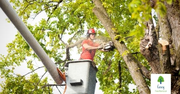 How to Hire a Tree Trimmer