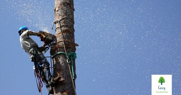 Staying Safe During Your Tree Removal