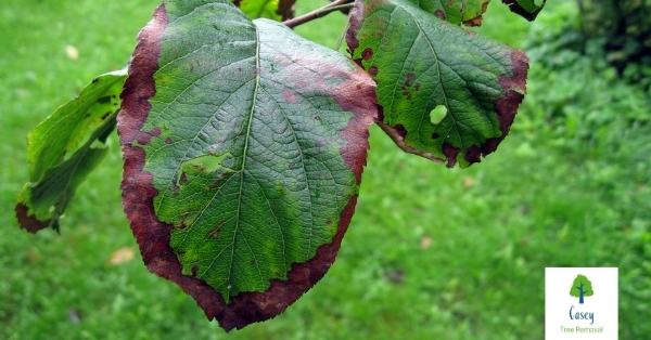 What Are Some Common Tree Diseases?