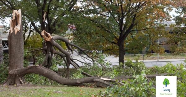 Are Your Trees in Danger of Falling?