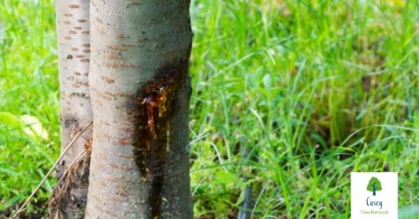 Spotting the Signs of 10 Common Tree Diseases