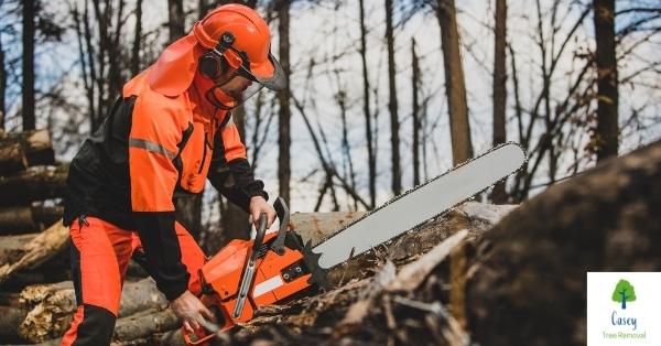 Tree Surgeon Equipment – What Equipment Do Arborists Use?
