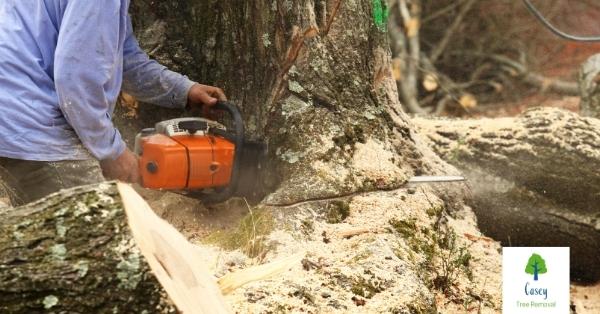 Why You Should Avoid DIY Tree Surgery