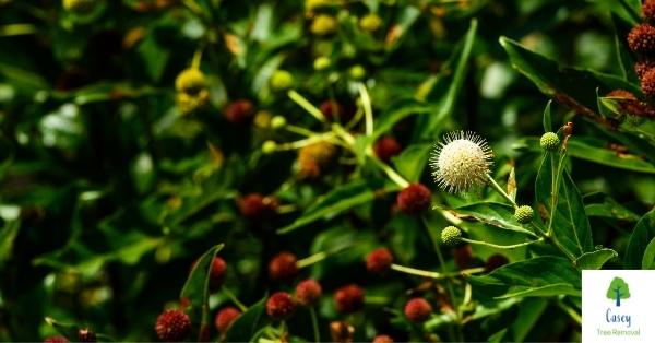 Buttonbush A Plant that Thrives in Wet Soils