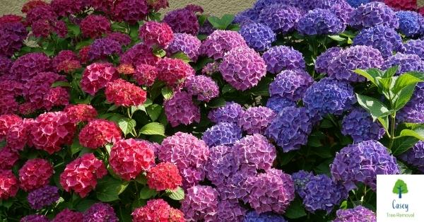 Tips on How to Properly Prune Hydrangea