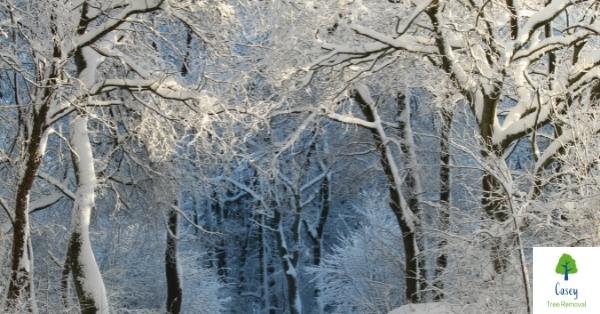 How do Trees Survive the Winter Cold?