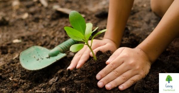 Top 10 Environmental Benefits of Tree Planting