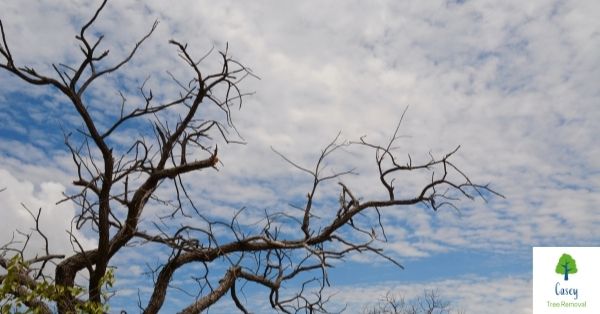 Top Reasons Why You Should Remove Dying Trees From Your Property