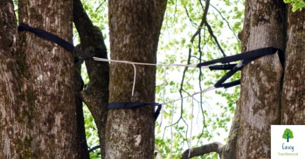 What Is Tree Cabling and Why It Is Important