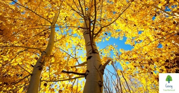 5 Things You Must Check Your Trees for This Autumn