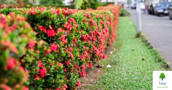 How and When to Cut Your Hedge