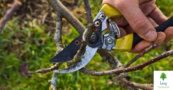 Pruning – The Do’s and Don’ts