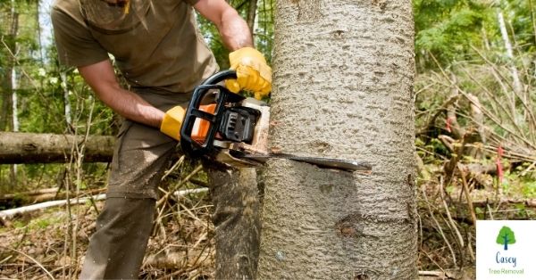 Should You Use a Chainsaw?