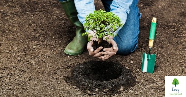 Planning Your Tree Planting