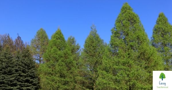 What You Should Know About Conifer Trees
