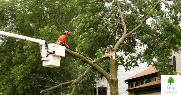 After the Storm – Taking Care of Your Trees