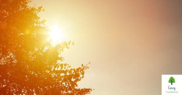 How to Protect Your Trees From the Summer Heat