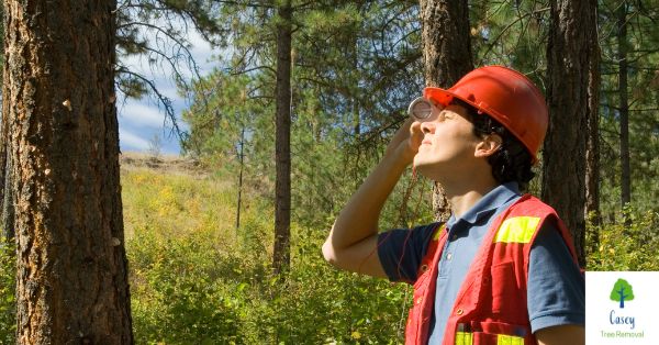 Why Hire a Tree Care Specialist?