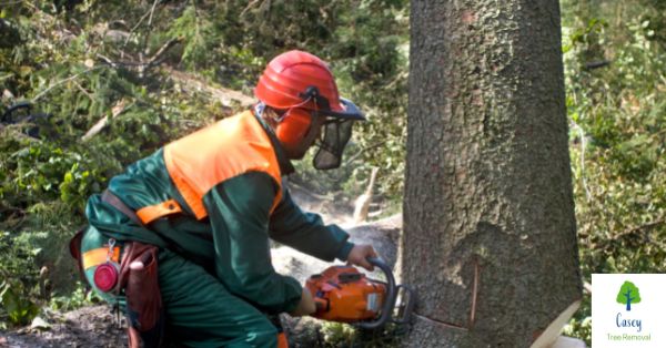 3 Signs You Must Hire a Commercial Tree Contractor