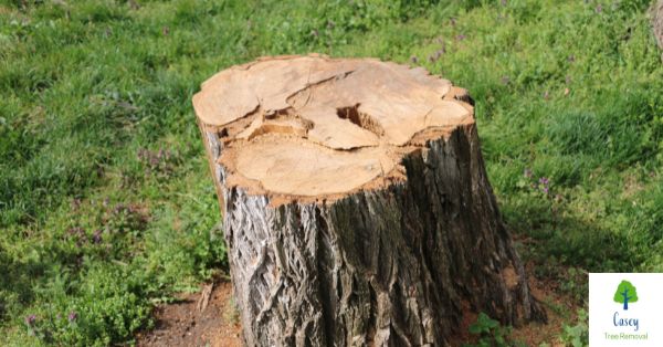 Get Rid of That Tree Stump