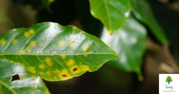 Is Beech Leaf Disease Impacting Your Trees