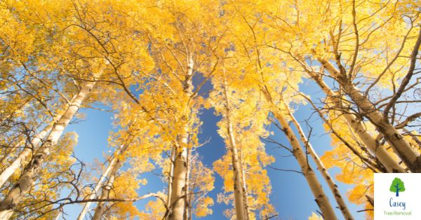 Tree Identification: Do I Have An Aspen Tree?