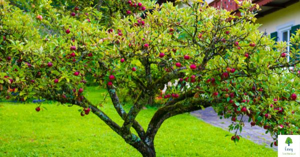 Improving Curb Appeal by Improving the Look and Safety of Your Trees