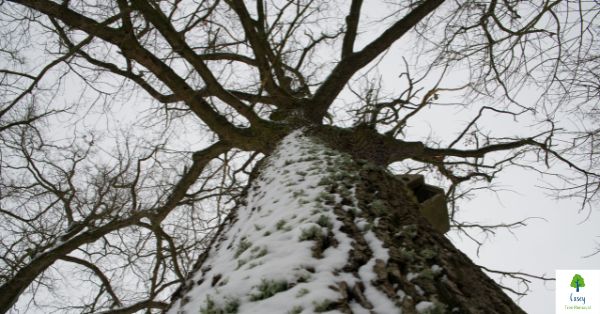 10 Tips to Help Trees Survive the Colder Weather